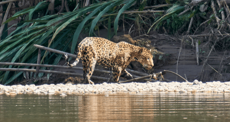 jaguar spotted in tambopata national reserve