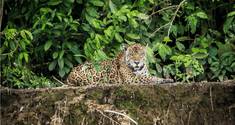 jaguar spotted in manu national park peru