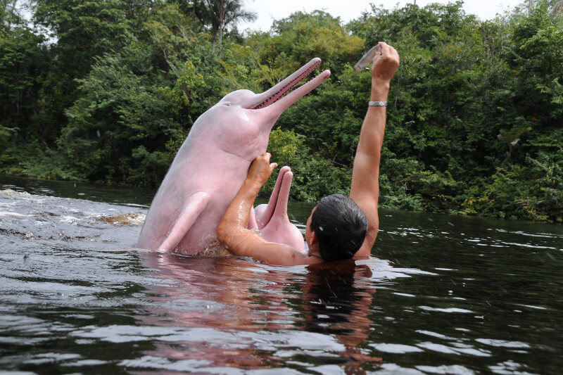 where to spot pink dolphins in peru