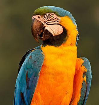Blue and Yellow Macaw