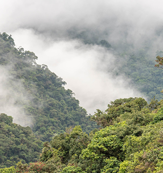 cloud forest peru