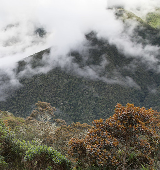 ecosystems in peru