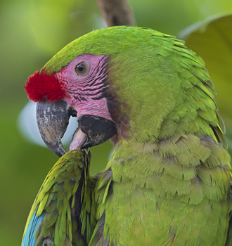 Military Macaw