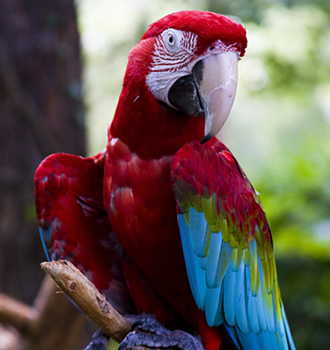 Red and Green Macaw