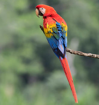 Scarlet Macaw