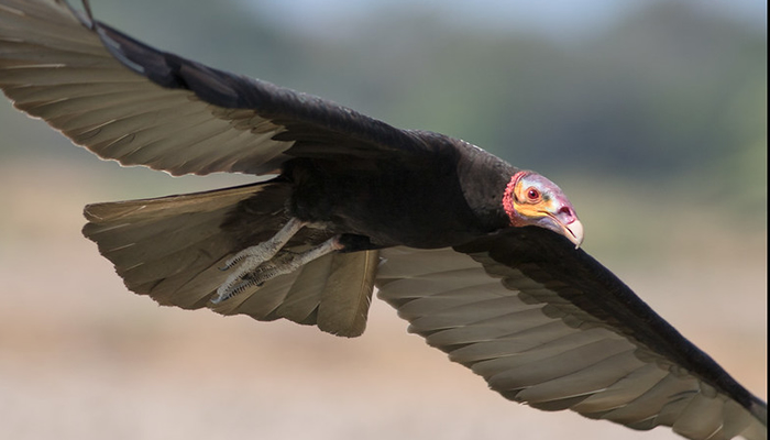 peruvian amazon vulture