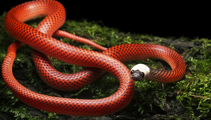 black collared snake in manu national park