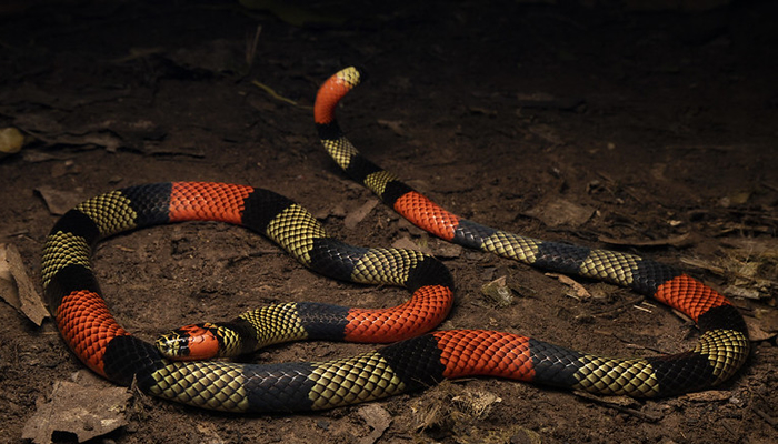 coral snake in the peruvian amazon