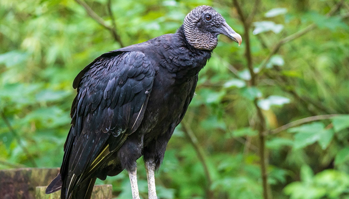 black vulture in manu national park