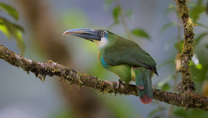 species of toucanets in the peruvian amazon