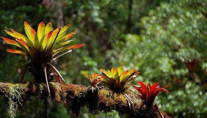 bromeliads in the amazon