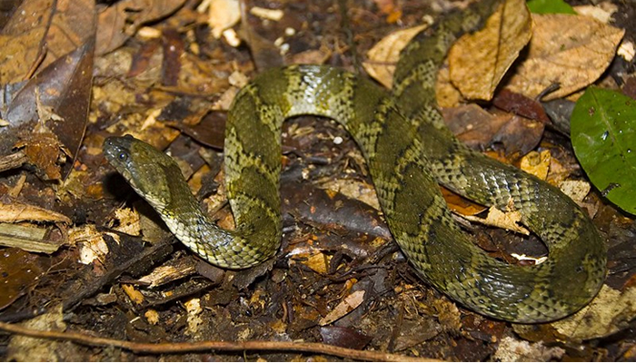water snake in the jungle