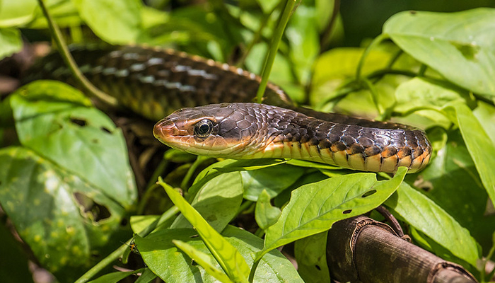 diurnal snakes in manu national park