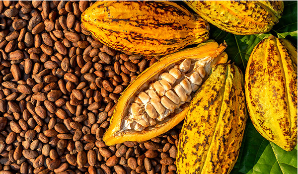 preparing chocolate in the peruvian amazon
