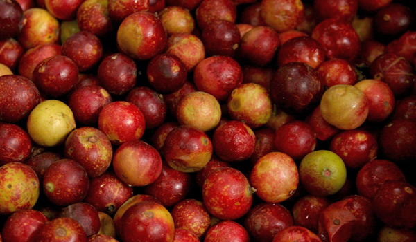 camu camu fruit