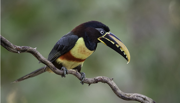 chesnut eared aracari in the amazom