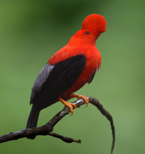 andean cock of the rock