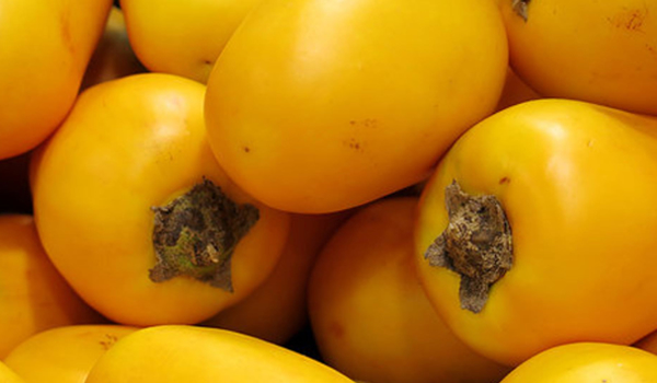 cocona-fruit-in-the-peruvian-amazon