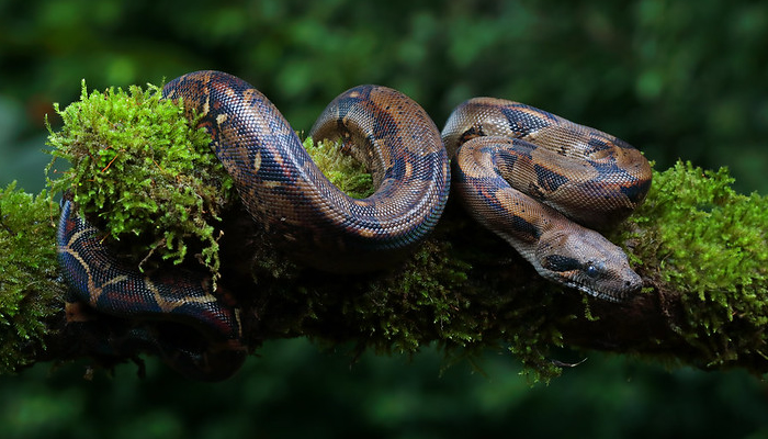 boas in manu national park