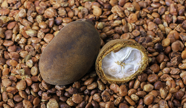 copoazu fruit in the amazon