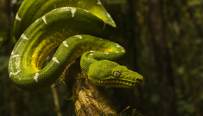 boas of manu national park