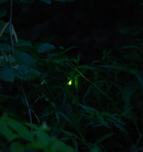 fireflies in the peruvian amazon
