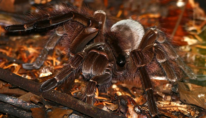 tarantulas in manu national park