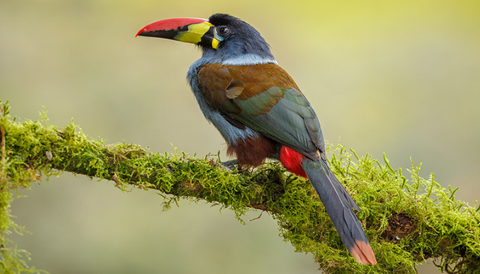 toucan of the andes