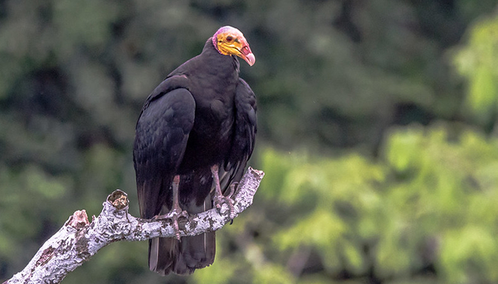 greater yellow headed vulture in manu national park