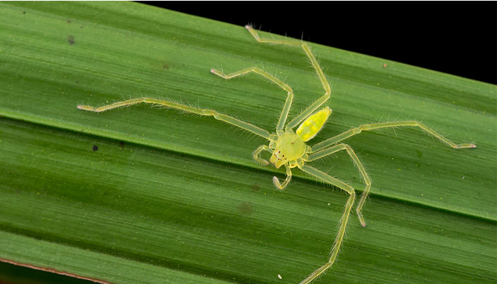 what kind of spider can I find in the peruvian amazon