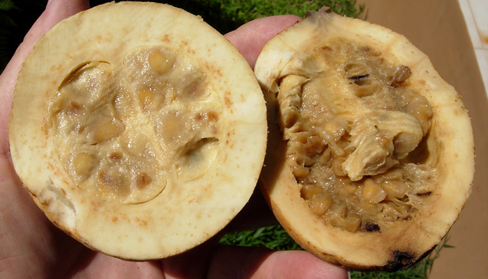 temporaries tattoos in the amazon