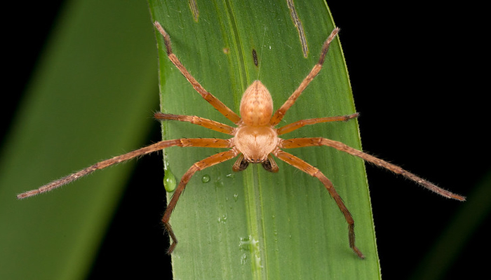spiders in manu national park
