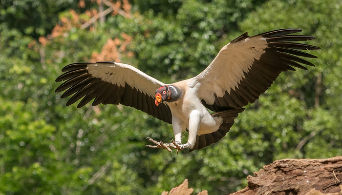 king vulture in manu national park