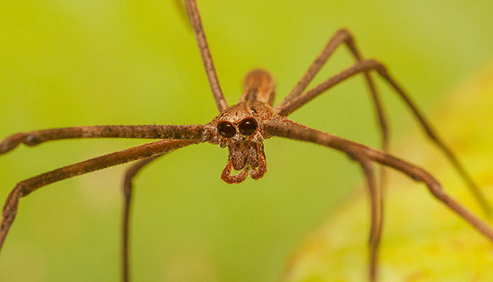 spiders you can find in the amazonas