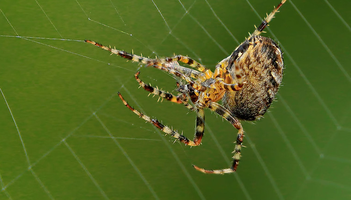 species of spider in the peruvian amazon