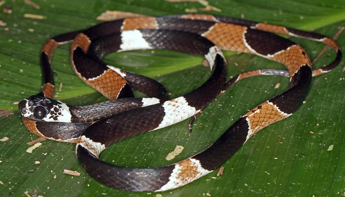 beautiful snakes in manu national park