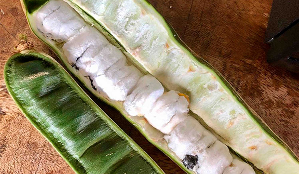 pacay or ice cream beans in the amazon