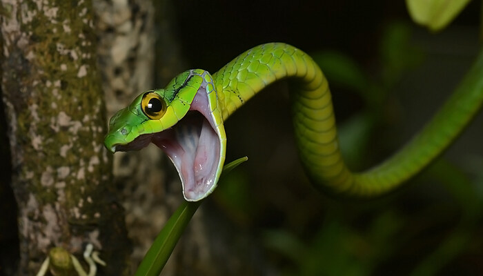 parrot snake