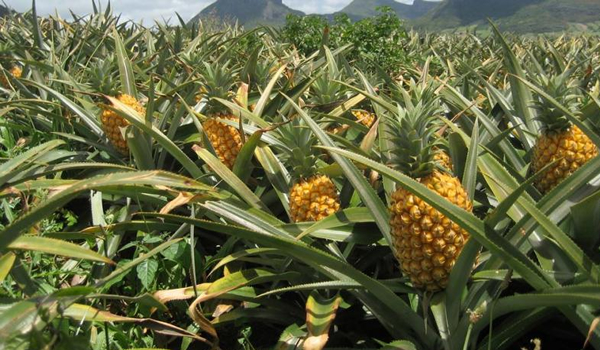 pineaple in the amazon region peru
