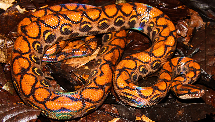 boas in manu national park