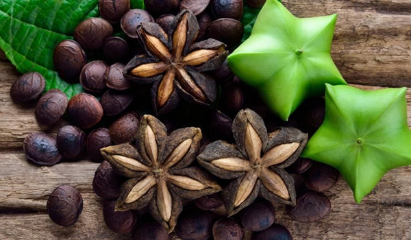 sacha inchi fruit in the peruvian amazon