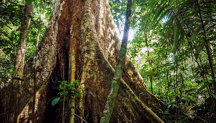 shihuahuaco tree