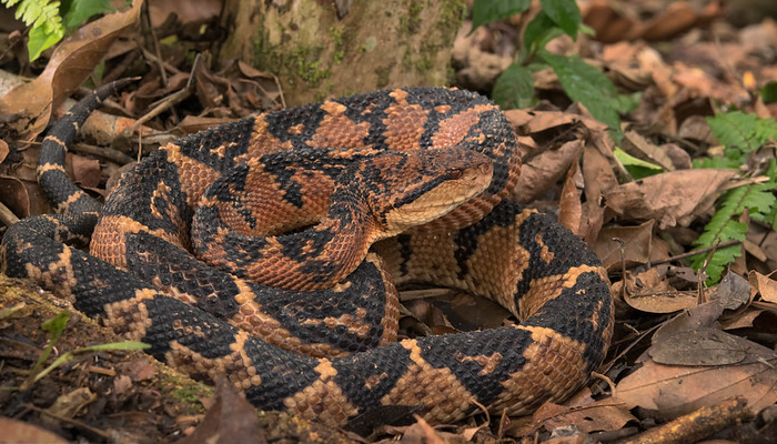 deadly snakes in the peruvian amazon