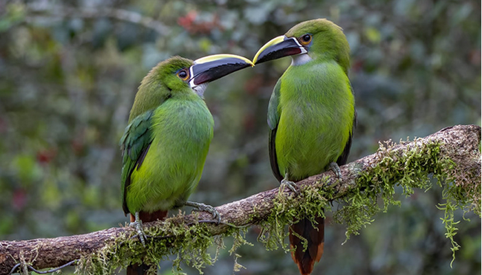 toucans in manu national park