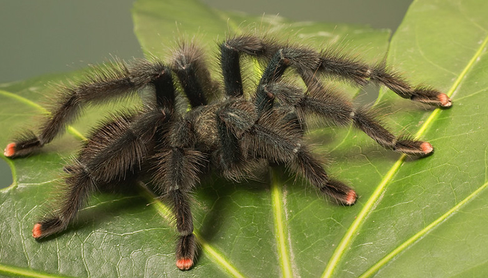 tarantulas in the peruvian amazon