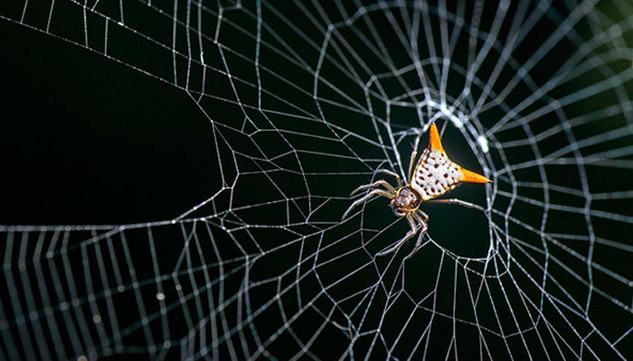 spiders of the peruvian amazon