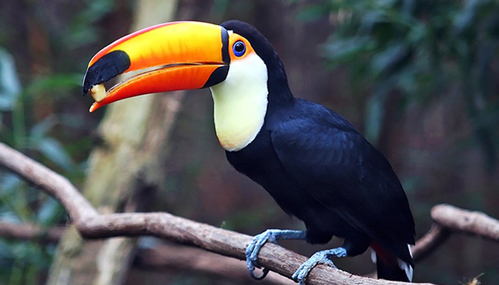 places to spot toucans in the peruvian amazon