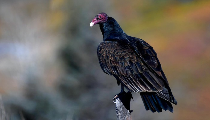 vultures in manu national park