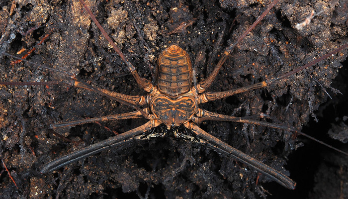 are there spider in the peruvian amazon