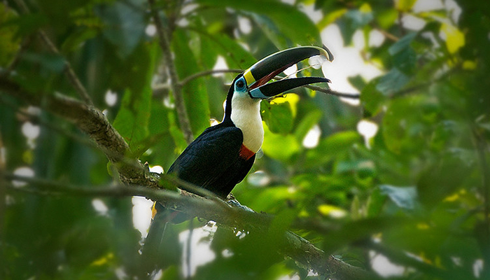 toucans in the peruvian amazon